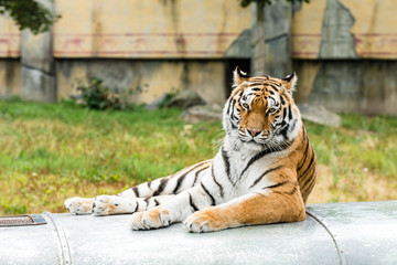 The tiger (Panthera tigris) is the largest species among the Felidae and classified in the genus...