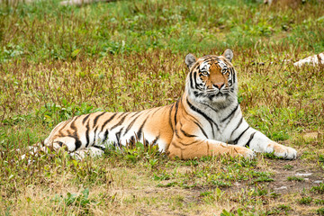 The tiger (Panthera tigris) is the largest species among the Felidae and classified in the genus Panthera. 