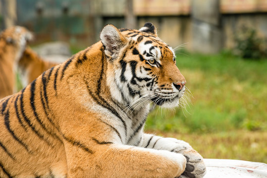 The tiger (Panthera tigris) is the largest species among the Felidae and classified in the genus Panthera. 