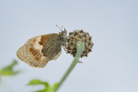 Meadow Brown butterfly (Maniola jurtina) resting on a thistle stem, looking upward with a simple blue sky background