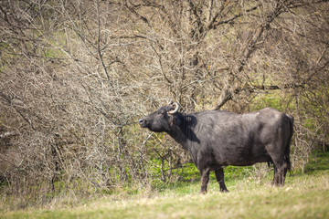 Buffalo on the background of bushes