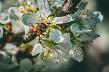 Pszczoła zapylająca kwiaty 