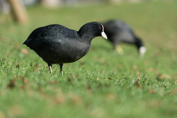 uccello