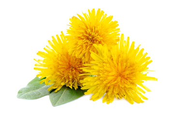 Three dandelions with leaves isolated on white background. Yellow dandelion flowers and green...