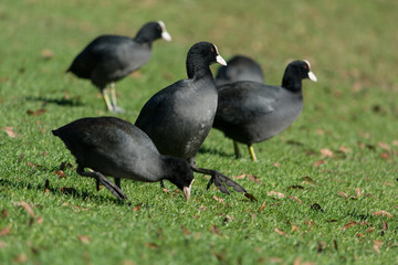 uccello