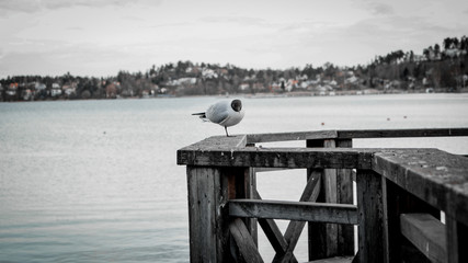 seagull on the pier