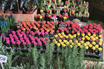 Fototapeta premium Cactus flower