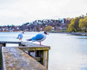 bird on the pier