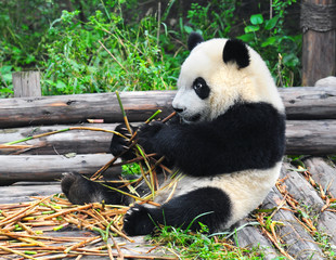 Obraz na płótnie Canvas Cute giant panda bear eating bamboo
