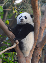 Cute giant panda bear climbing in tree
