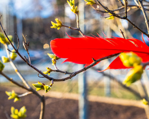 autumn leaves in the wind