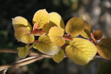 Kiwifruit bud branch and leaves during springtime