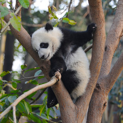 Cute giant panda bear climbing in tree