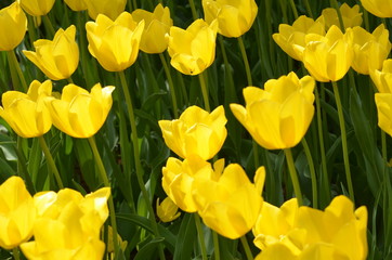 Abstract background of flowers. Close-up.