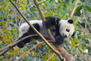 Obraz premium Cute giant panda bear climbing in tree