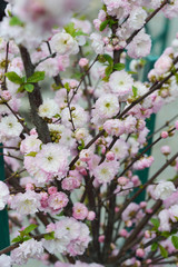 pink cherry blossom
