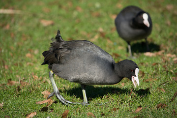 uccello