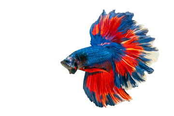 Siamese fighting fish.Multi color fighting fish isolated on black background.	