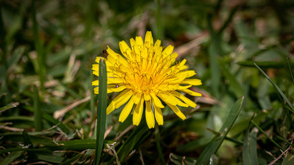 yellow dandelion flower