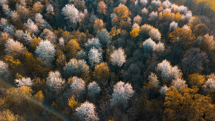 Beautiful and colorful evening country side aerial drone view with bright white blossom tress. Landscape view with orange low natural sun