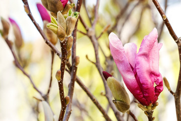 Pink magnolia buds in the garden.