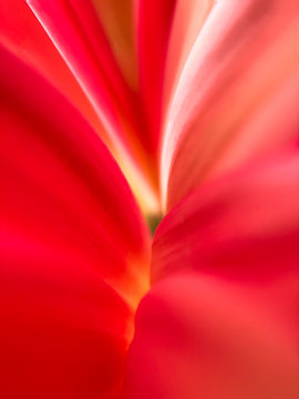 Abstract - Ultra Close up of Flower Petals