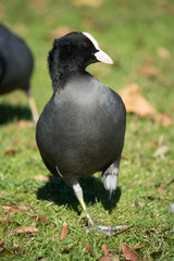 uccello