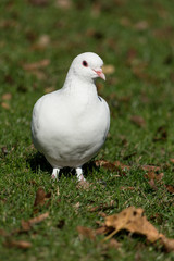 uccello