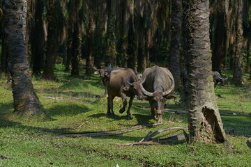 Buffalo family among green vegetation. Large well maintained bulls grazing in greenery, typical landscape of palm plantation in Malaysia. Agriculture concept, traditional livestock in Asia.