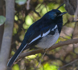 The oriental magpie-robin or Copsychus saularis sitting on a branch in Bharatpur Bird Sanctuary