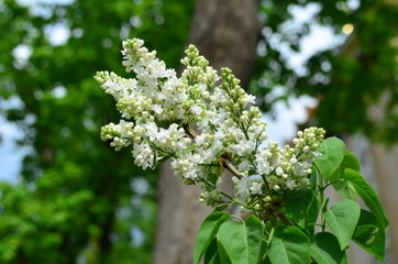 Abstract background of flowers. Close-up.