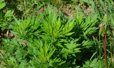 Abstract background of flowers. Close-up.