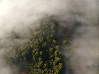 Fototapeta premium fog in the forest aerial view 