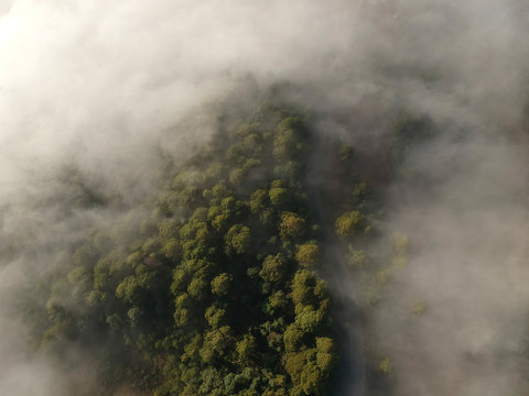 fog in the forest aerial view © JorgeAlexis