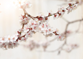 Blooming tree at spring, fresh pink flowers on the branch of fruit tree, plant blossom abstract background, seasonal nature beauty, dreamy soft focus picture. Beautiful flower shadow lines