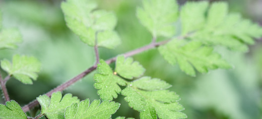Spring in the forest