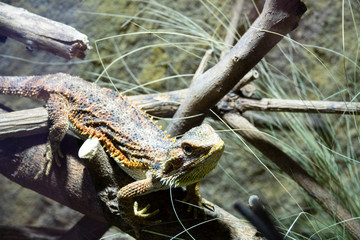 dragon barbu sur une branche