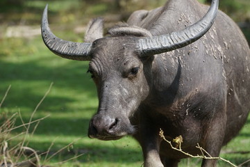 Buffalo family among green vegetation. Large well maintained bulls grazing in greenery, typical landscape of palm plantation in Malaysia. Agriculture concept, traditional livestock in Asia.