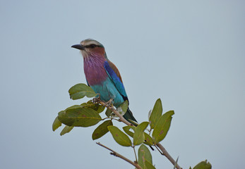 Kolorowy ptak w Republice Południowej Afryki - RPA - obrazy, fototapety, plakaty