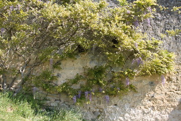 Wisteria purple spring flowers climbing plant on a wall