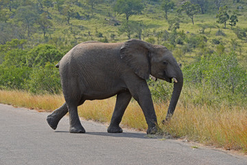 Fototapeta na wymiar Słoń w Parku Krugera, w Republice Południowej Afryki - RPA