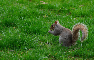 Furry Eastern gray squirrel (sciurus carolinensis) in the grass