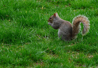 Naklejka na ściany i meble Furry Eastern gray squirrel (sciurus carolinensis) in the grass