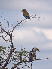 Dzikie ptaki w Południowej Republice Afryki