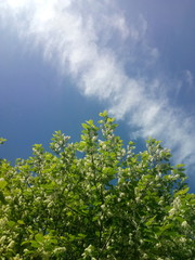 Abstract background of flowers. Close-up.
