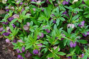 Purple hellebore flower of the helleborus hybridus (Christmas or Lenten rose) growing  in the spring garden