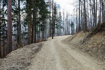 Road through the forest destroyed by human economy.