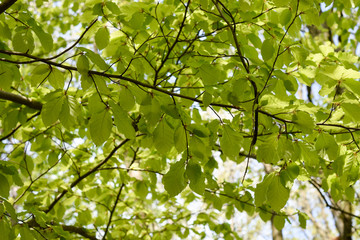 Springtime beech leaves