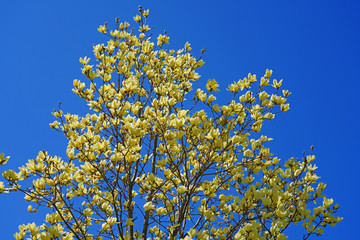 Yellow magnolia flower on a tree in Spring