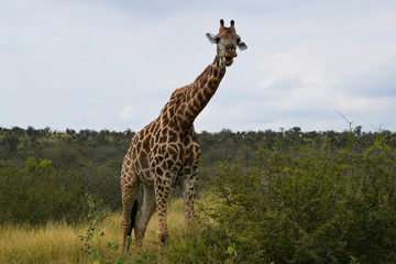 Żyrafa w Parku Narodowym Krugera w Republice Południowej Afryki - obrazy, fototapety, plakaty
